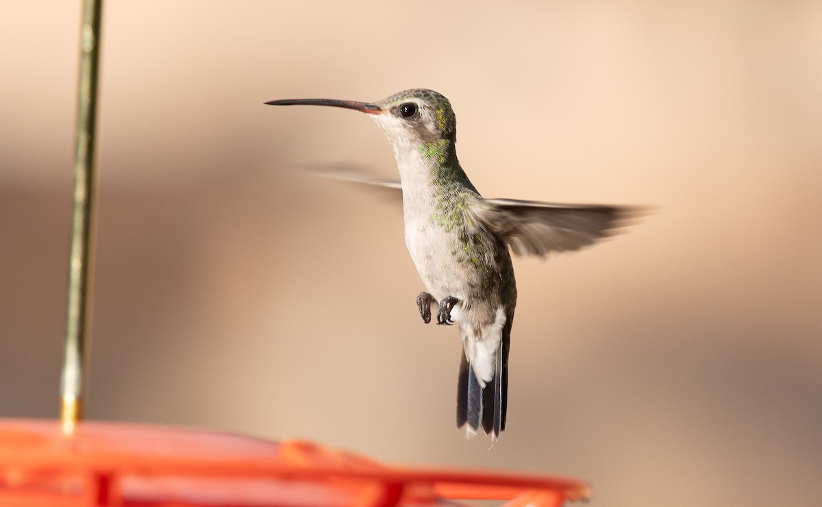 Colibri circé - ML641320385