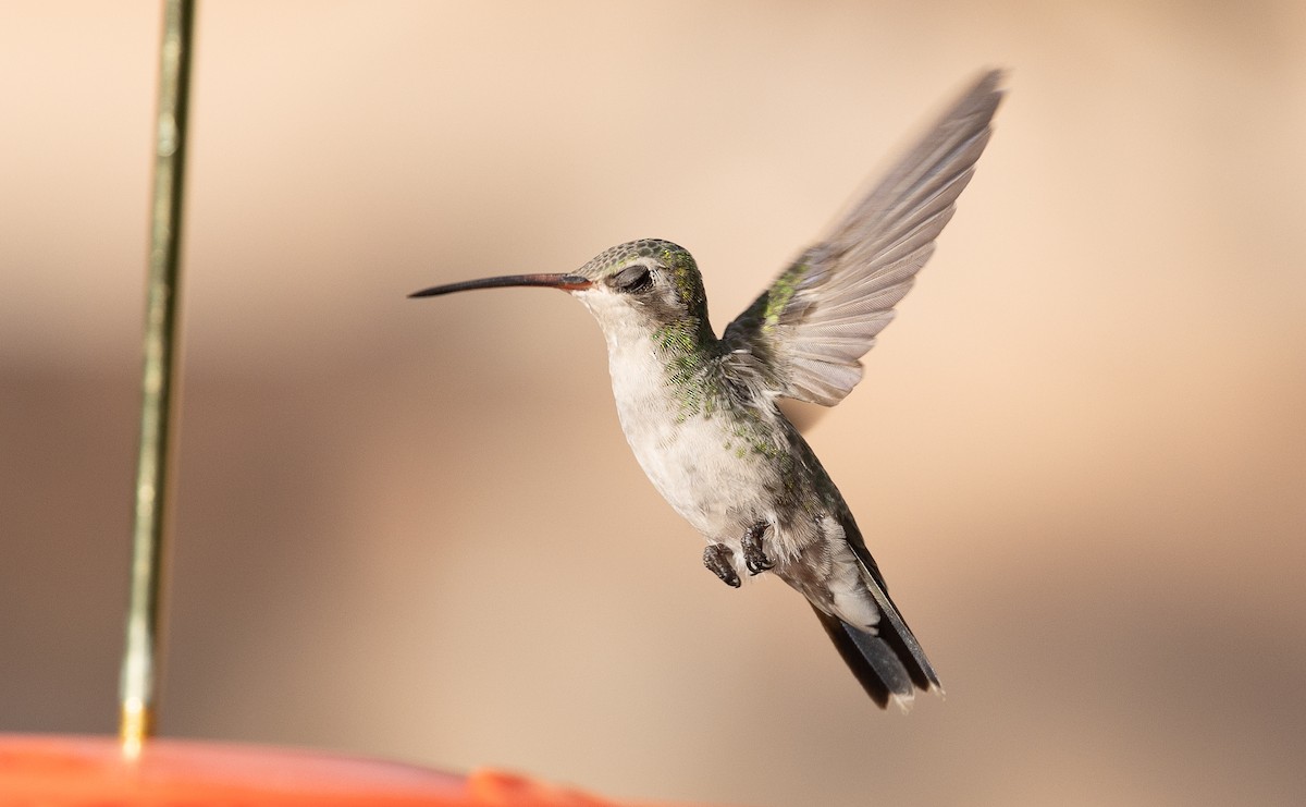 Colibri circé - ML641320387