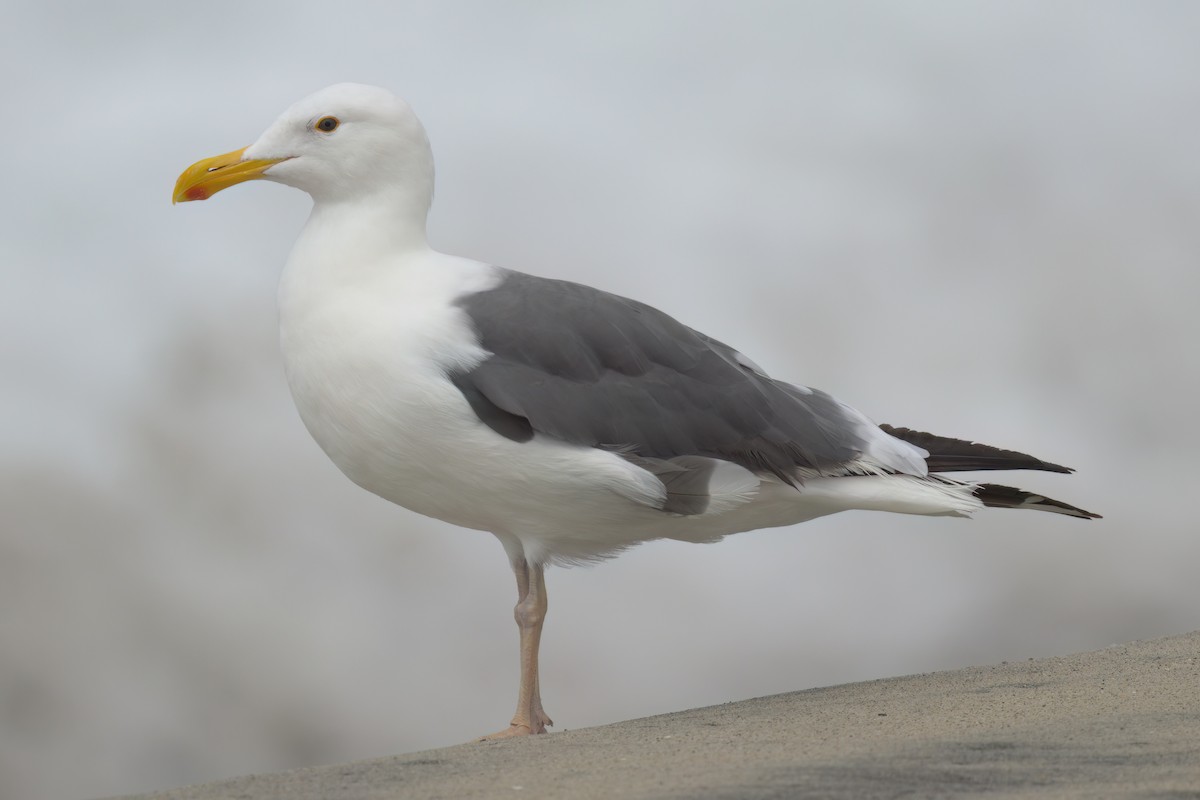 Western Gull - ML641320433