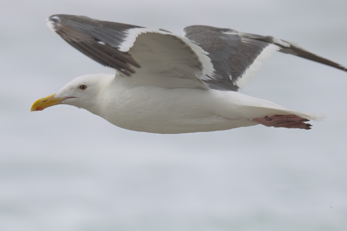 Western Gull - ML641320434