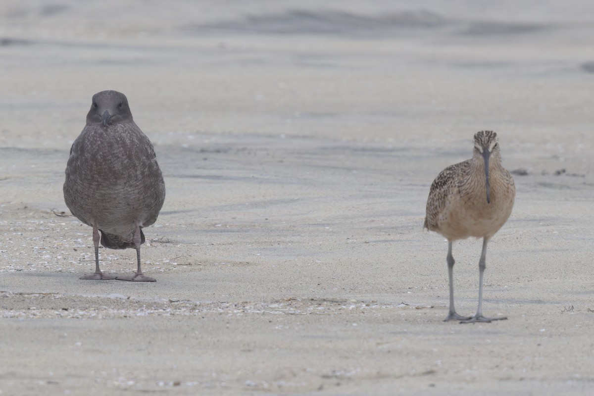 Western Gull - ML641320435