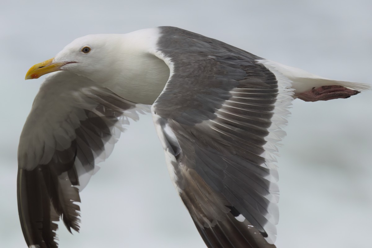 Western Gull - ML641320436