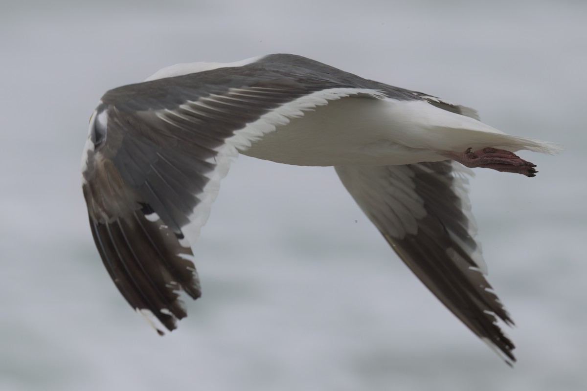 Western Gull - ML641320437