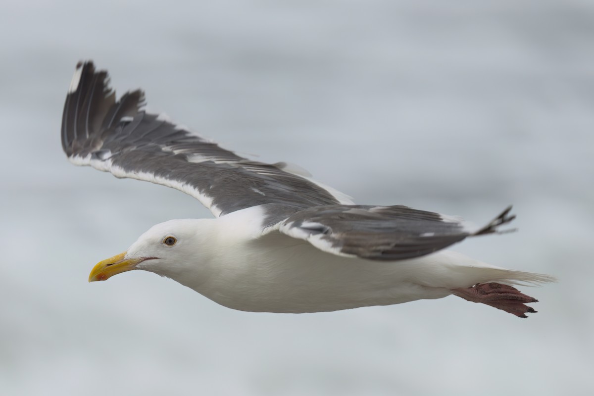 Western Gull - ML641320438