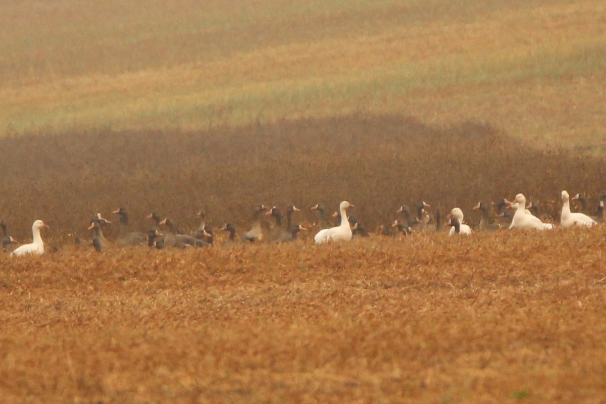 Snow Goose - ML641320440