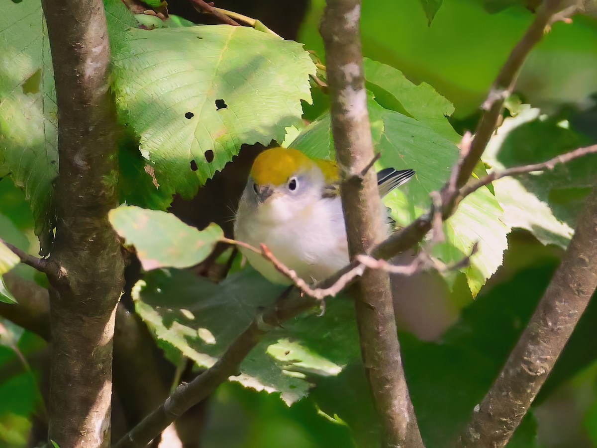 Chestnut-sided Warbler - ML641320451