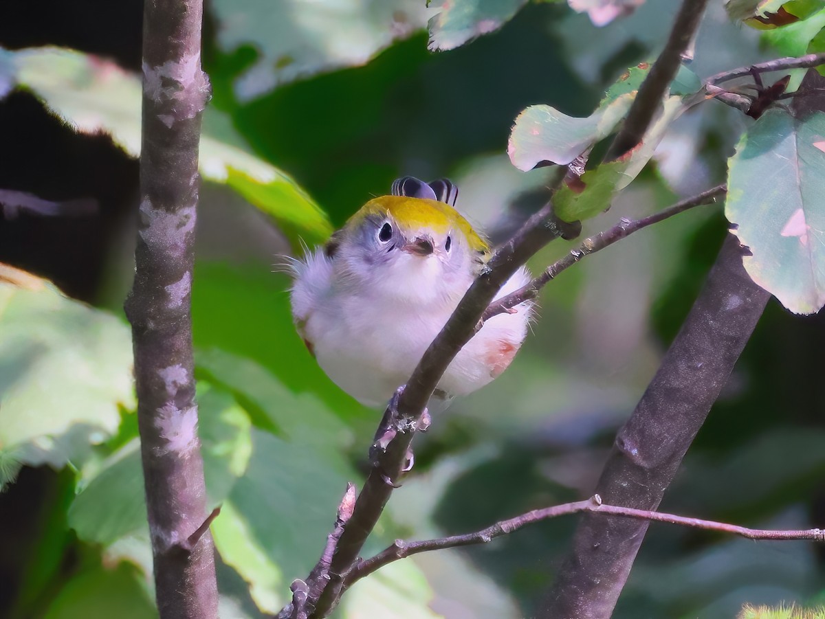 Chestnut-sided Warbler - ML641320452