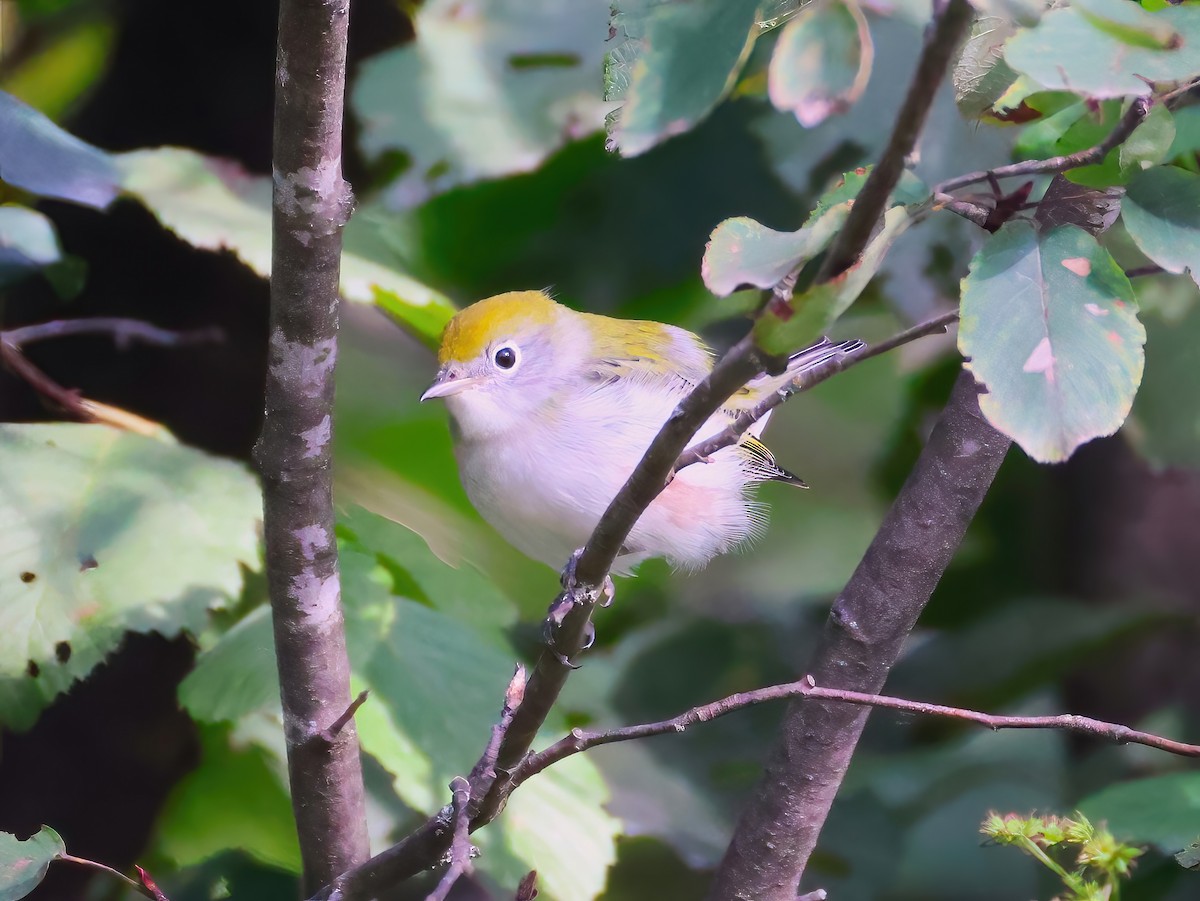 Chestnut-sided Warbler - ML641320454