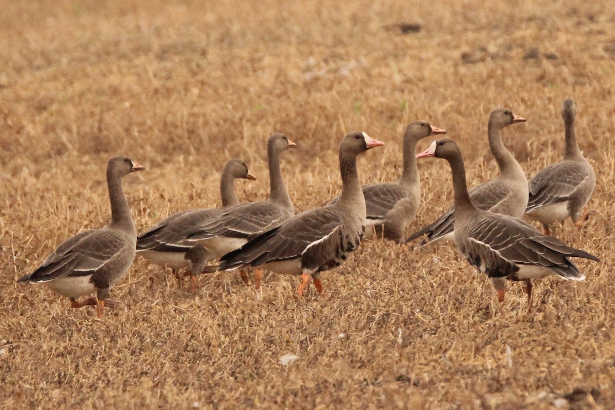 Greater White-fronted Goose - ML641320497