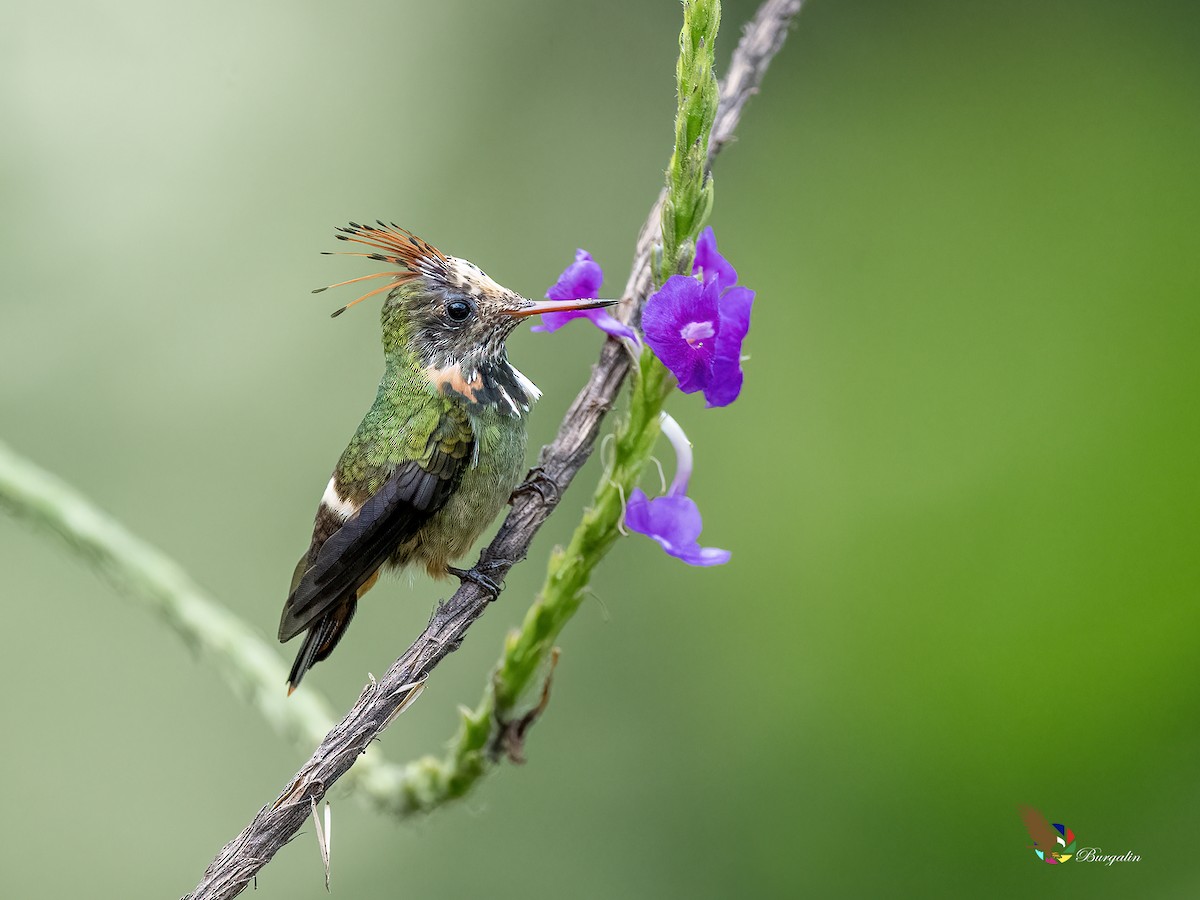 Rufous-crested Coquette - ML641320513