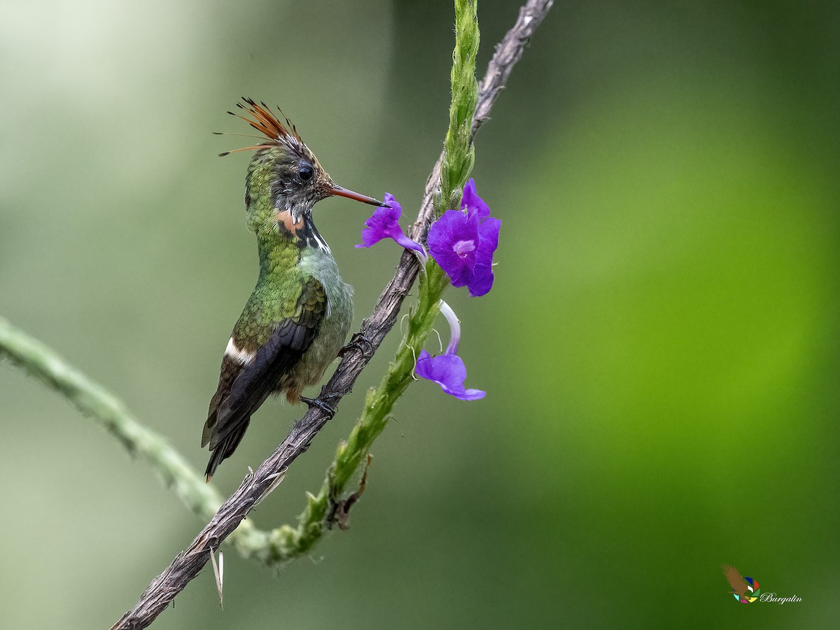 Rufous-crested Coquette - ML641320514