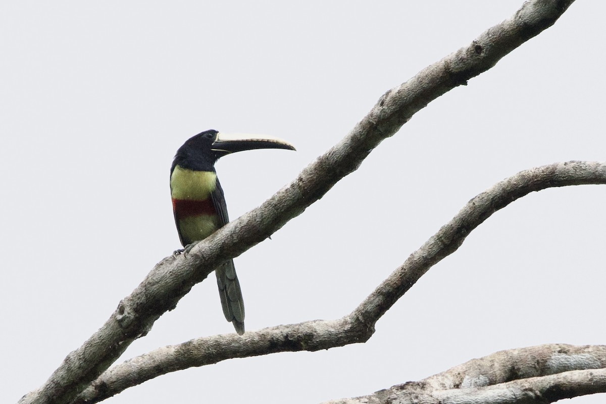 Black-necked Aracari - ML641320515