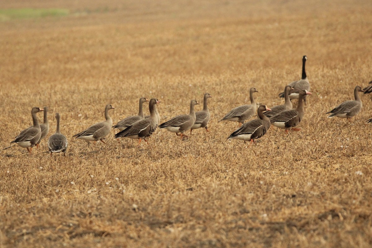 Greater White-fronted Goose - ML641320546