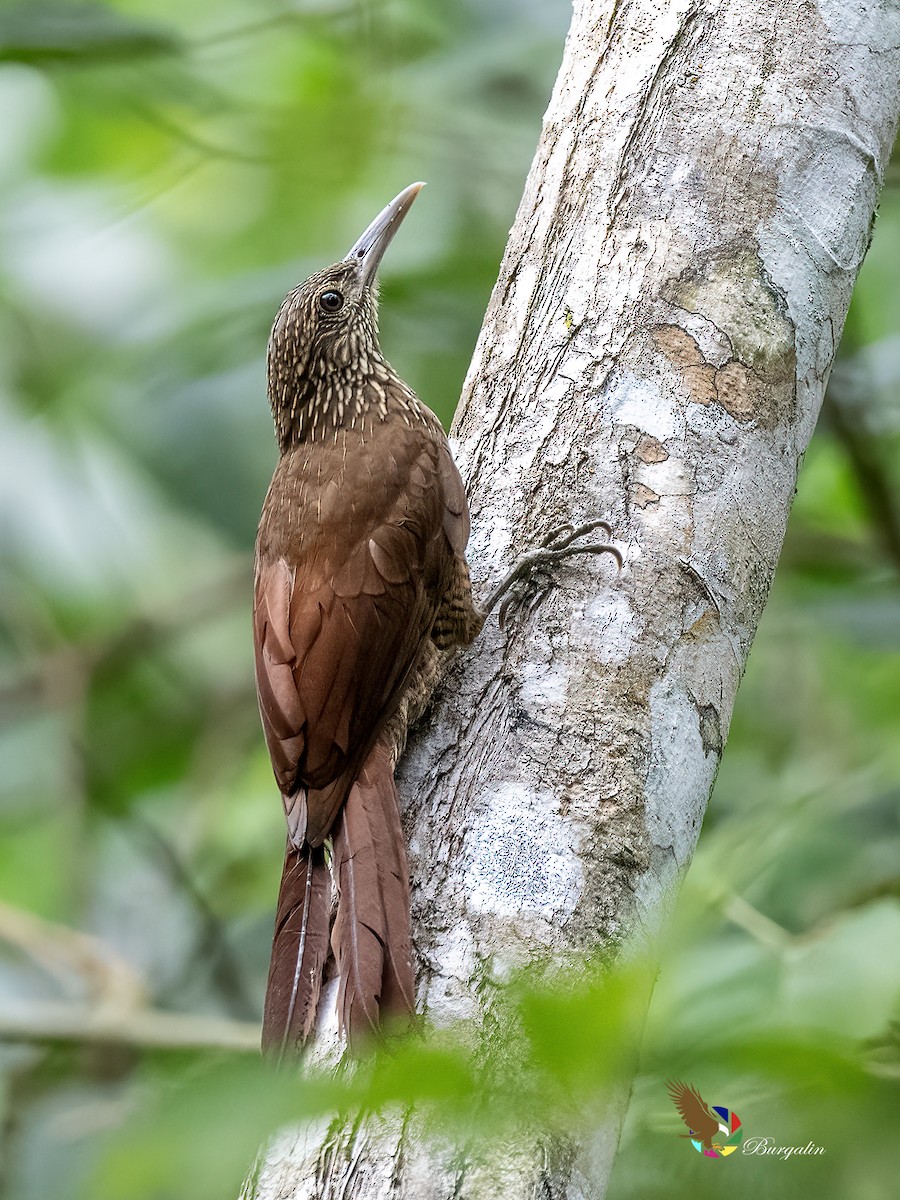 Black-banded Woodcreeper - ML641320573