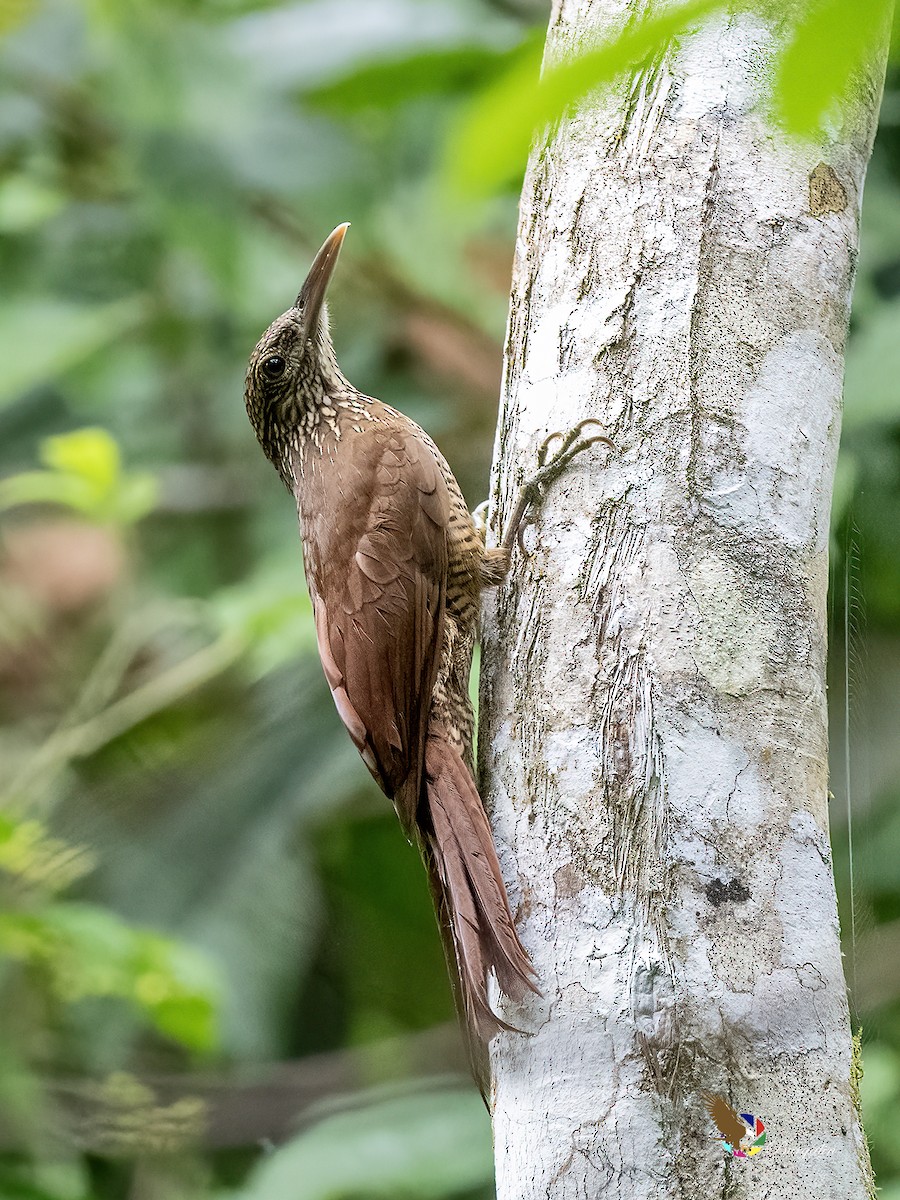 Black-banded Woodcreeper - ML641320574