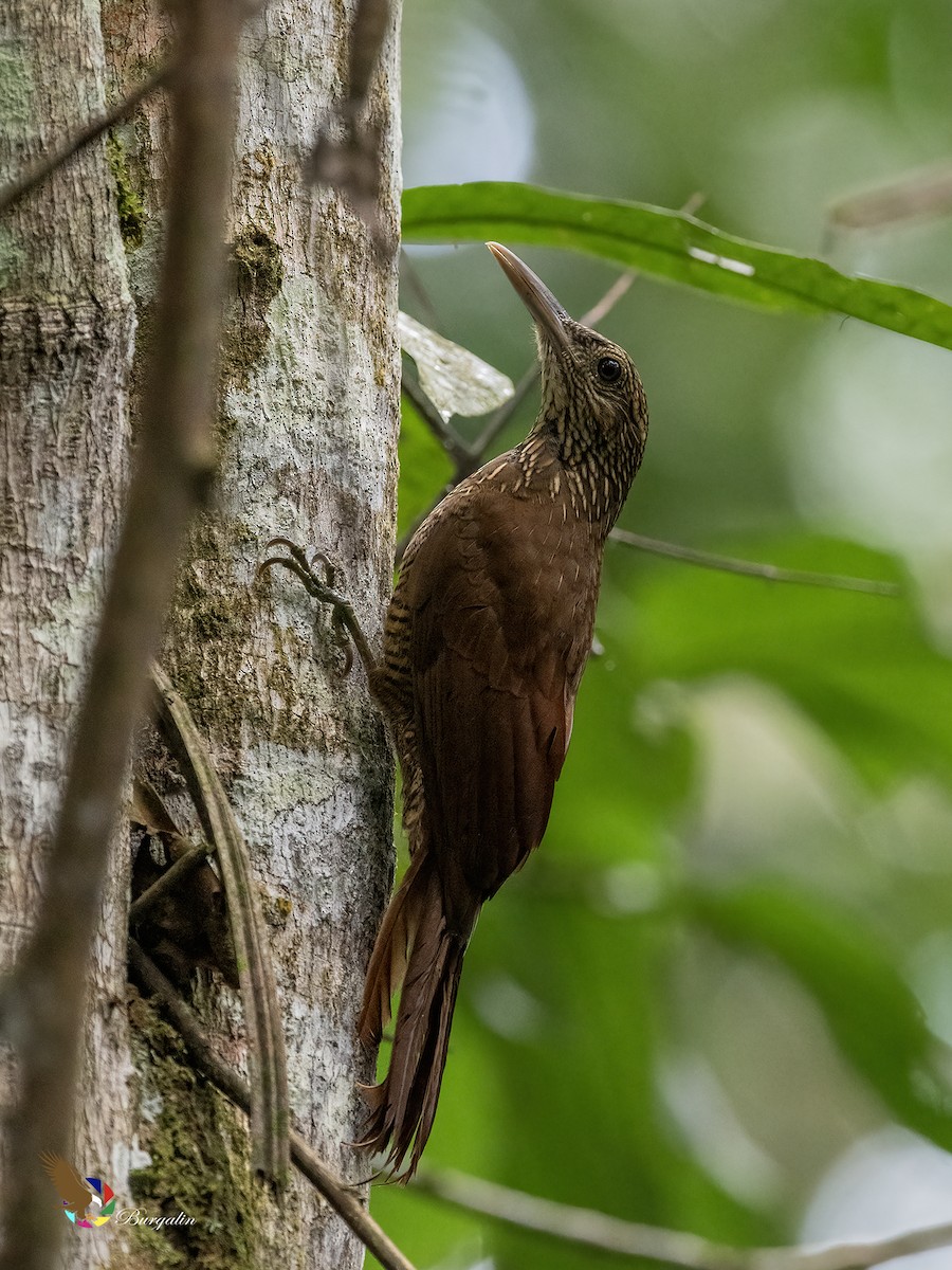 Black-banded Woodcreeper - ML641320575