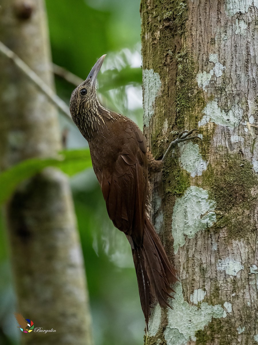 Black-banded Woodcreeper - ML641320576
