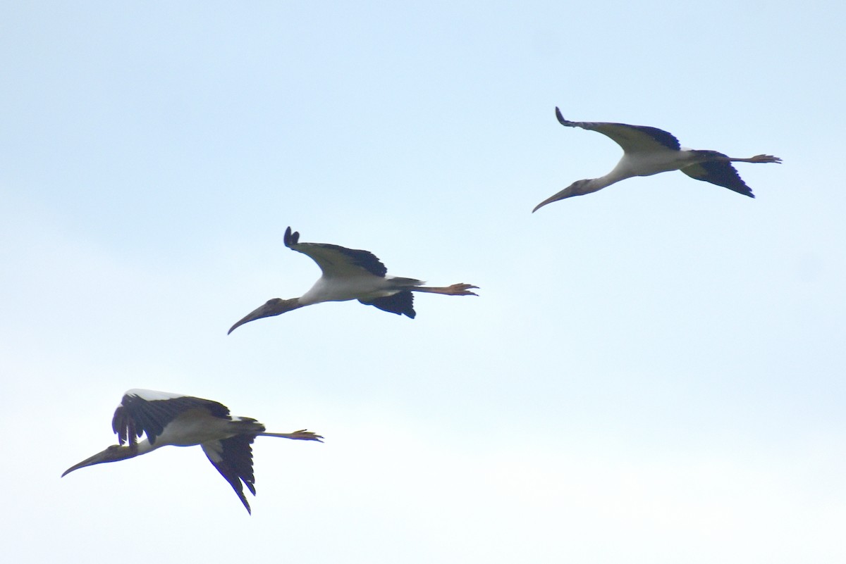 Wood Stork - ML641320664