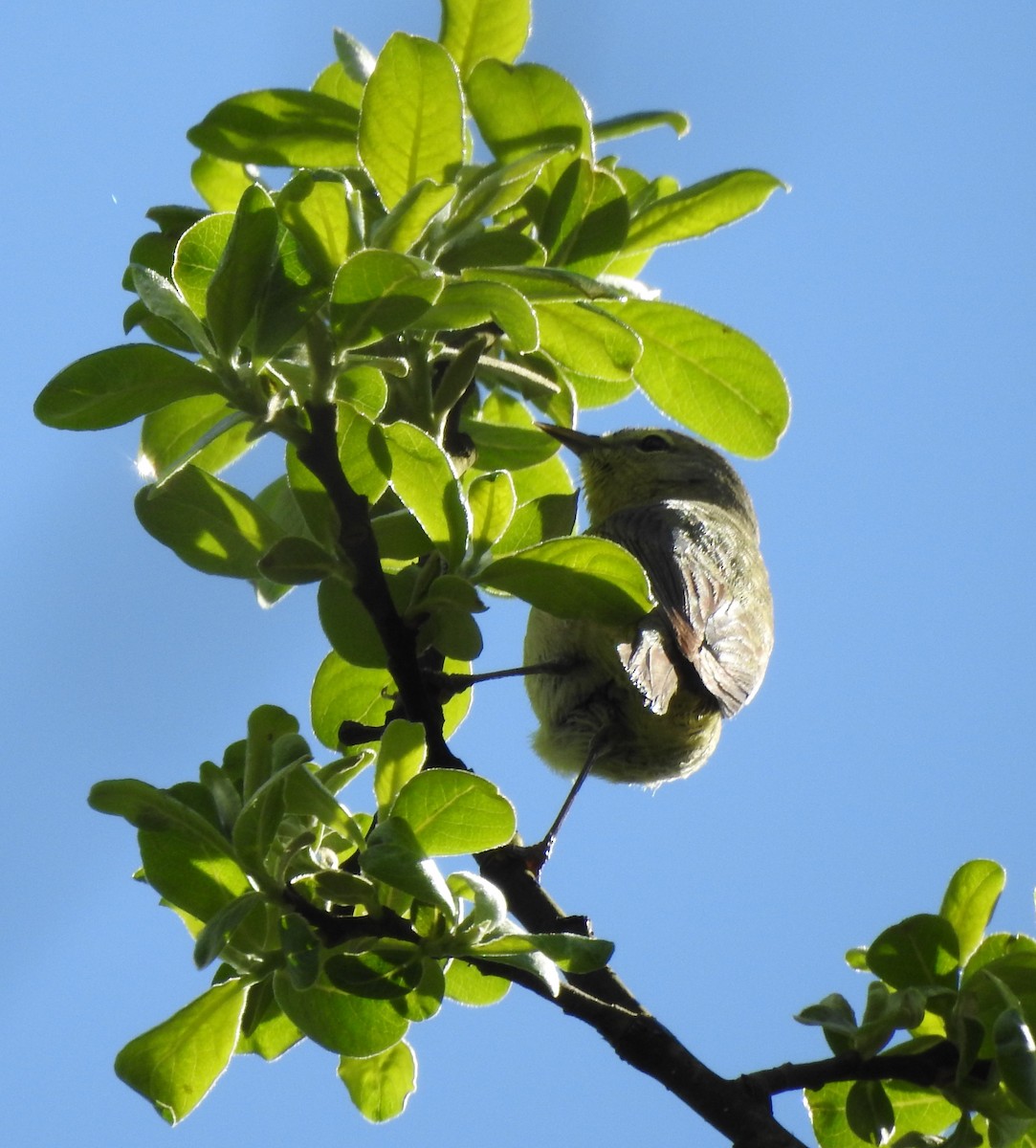 Orange-crowned Warbler - ML641320669