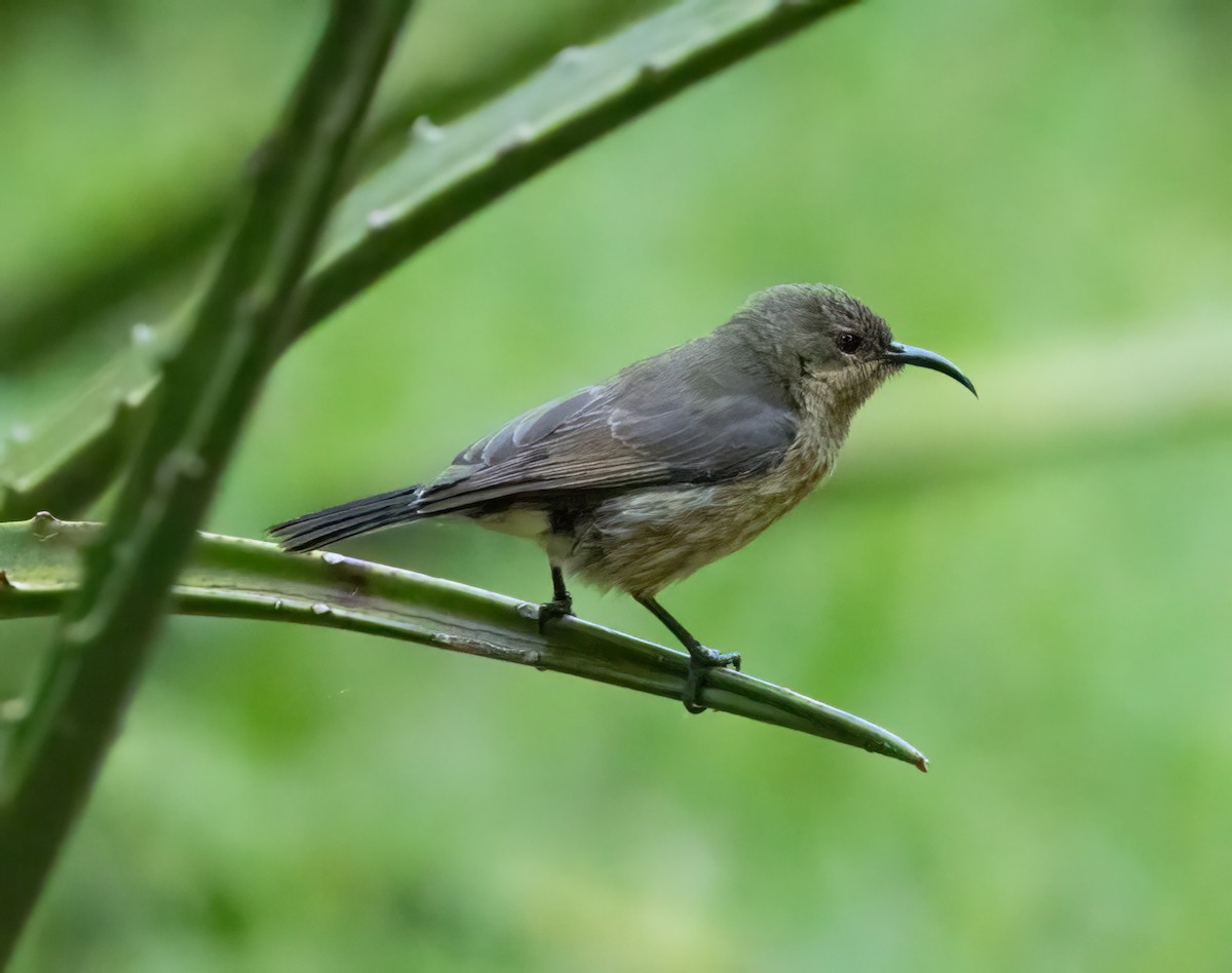 Red-chested Sunbird - ML641320674