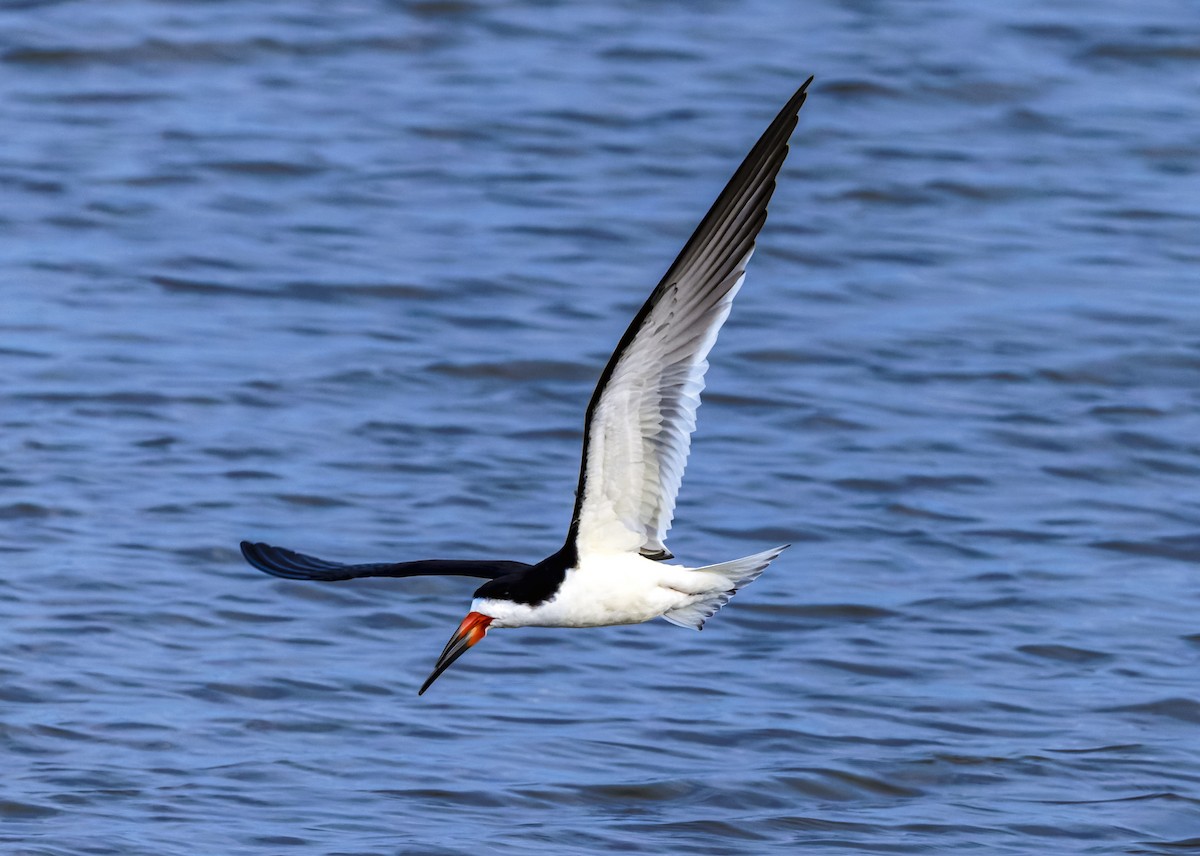 Black Skimmer - ML641320701