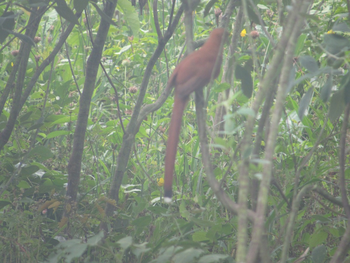 Piaye écureuil - ML641320720