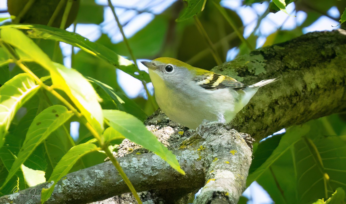 Chestnut-sided Warbler - ML641320724