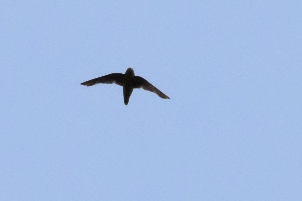 White-fronted Swift - ML641320736