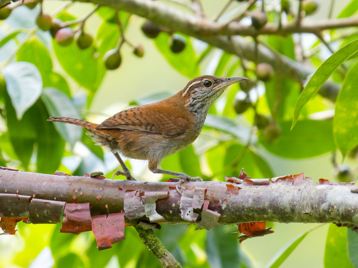 Rufous-and-white Wren - ML641320749