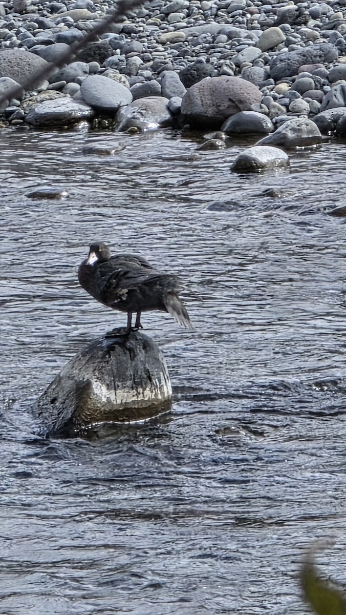 Blue Duck - ML641320772