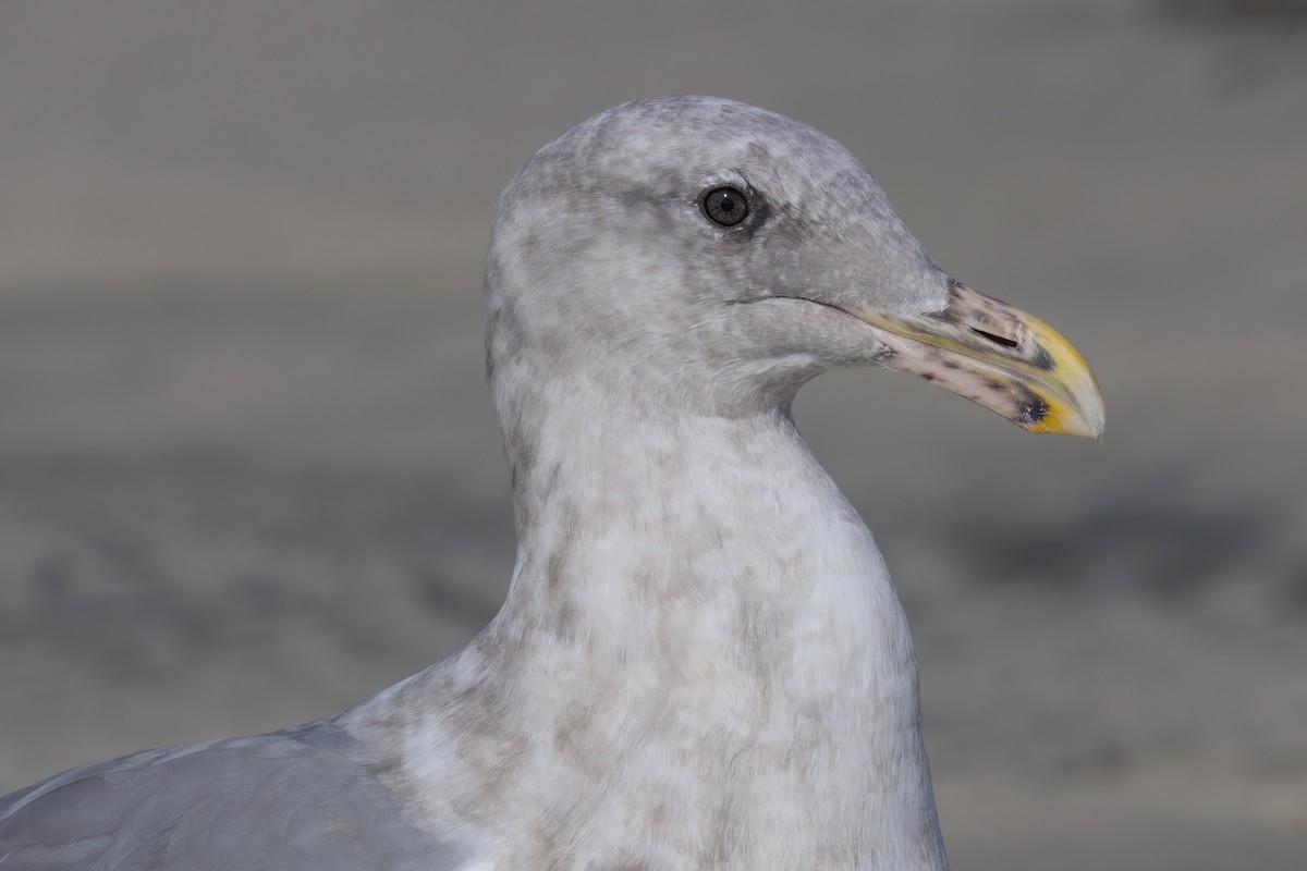 Western Gull - ML641320775