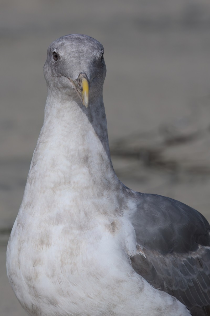 Western Gull - ML641320776