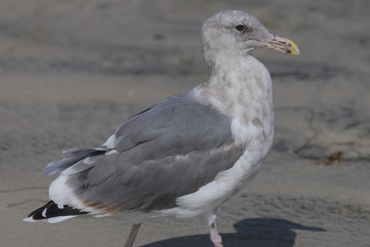 Western Gull - ML641320777