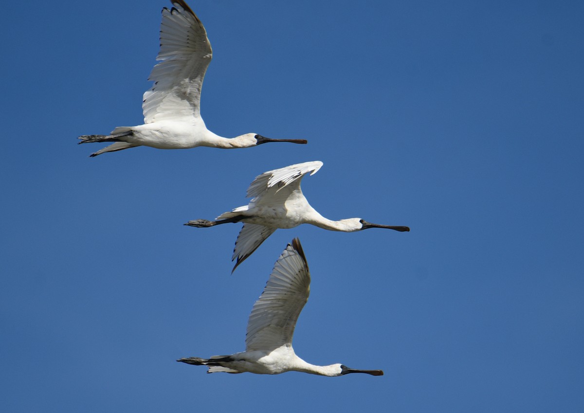 Black-faced Spoonbill - ML641320804
