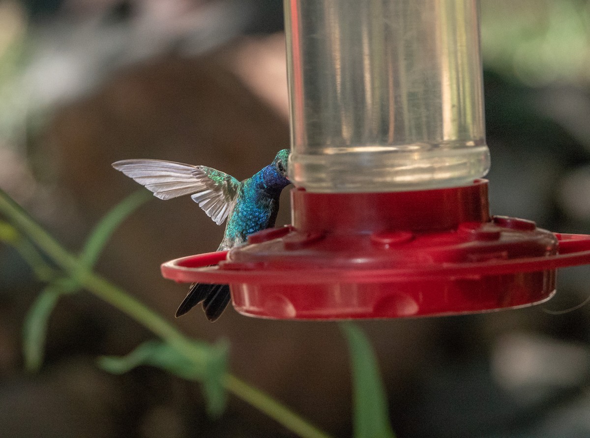 Colibri circé - ML641320842