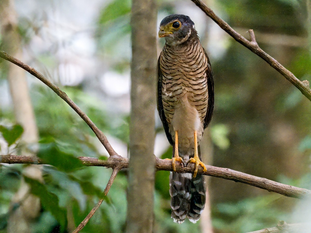 Barred Forest-Falcon - ML641320864