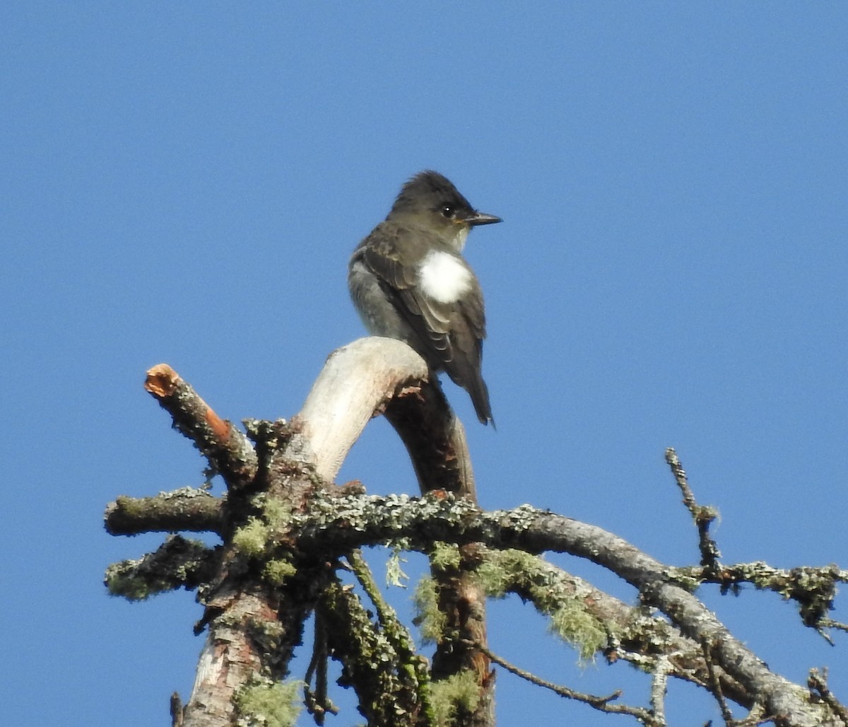 Olive-sided Flycatcher - ML641320903