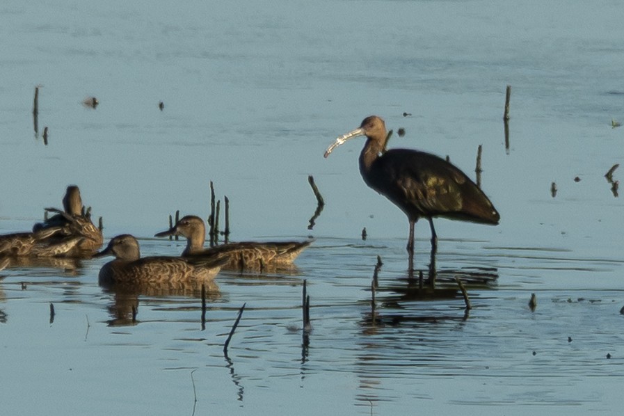 White-faced Ibis - ML641320921