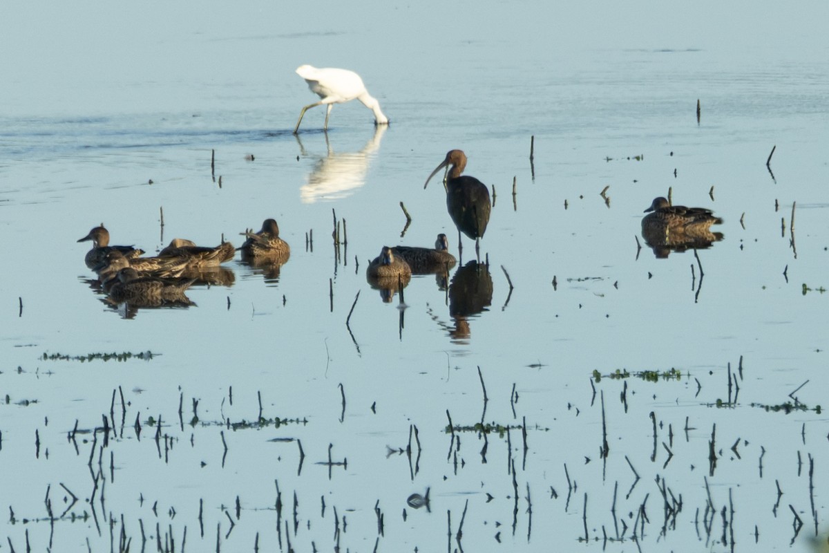 White-faced Ibis - ML641320922