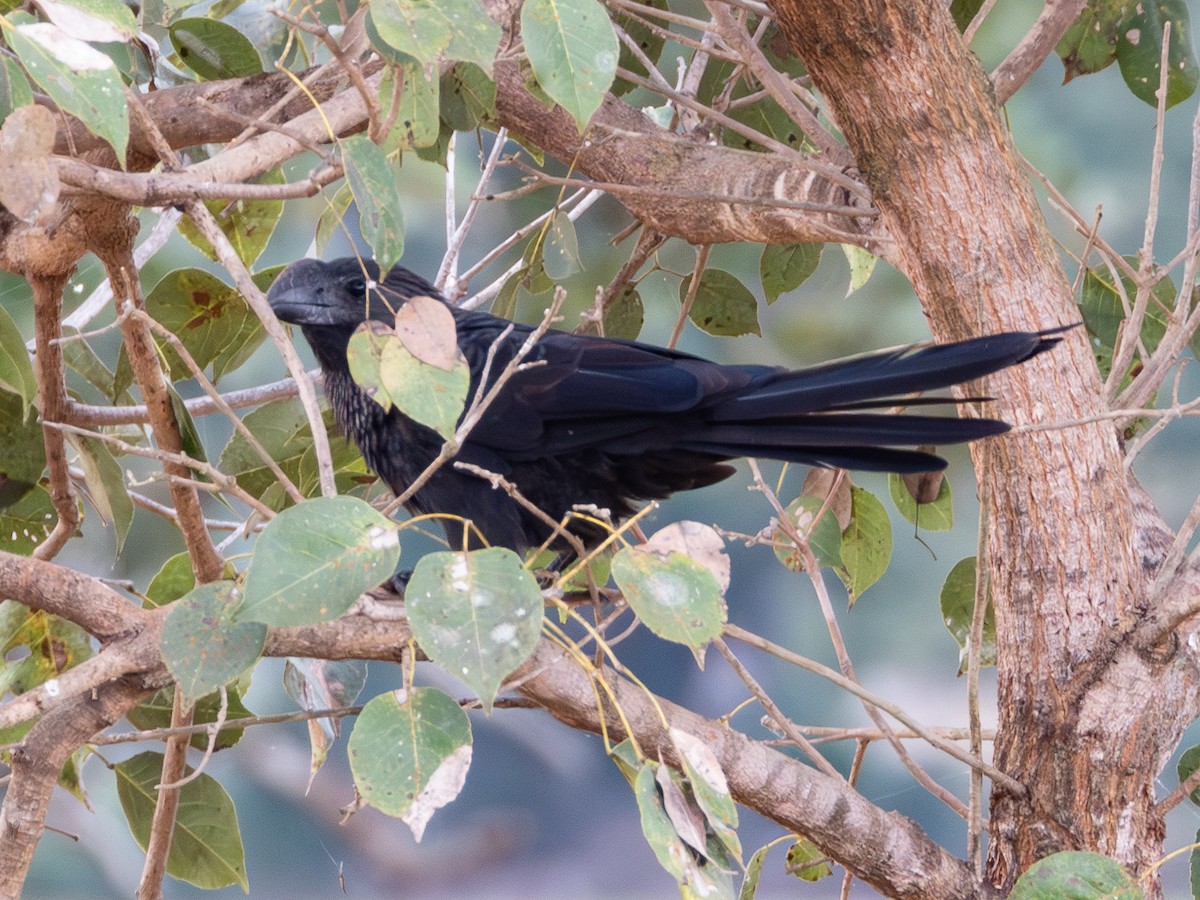 Smooth-billed Ani - ML641320936