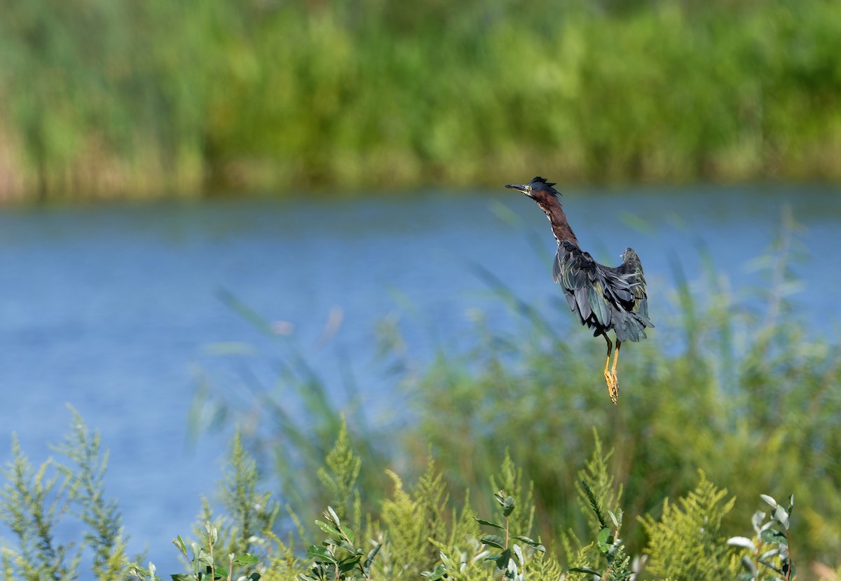 Green Heron - ML641320973