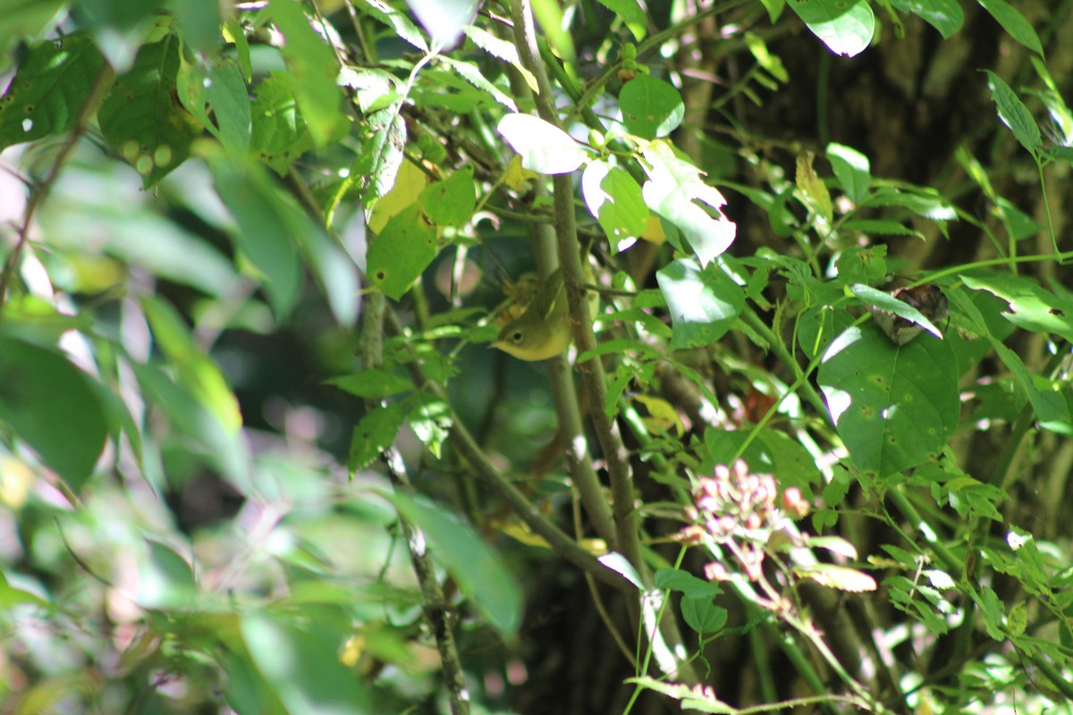 Common Yellowthroat - ML641320980