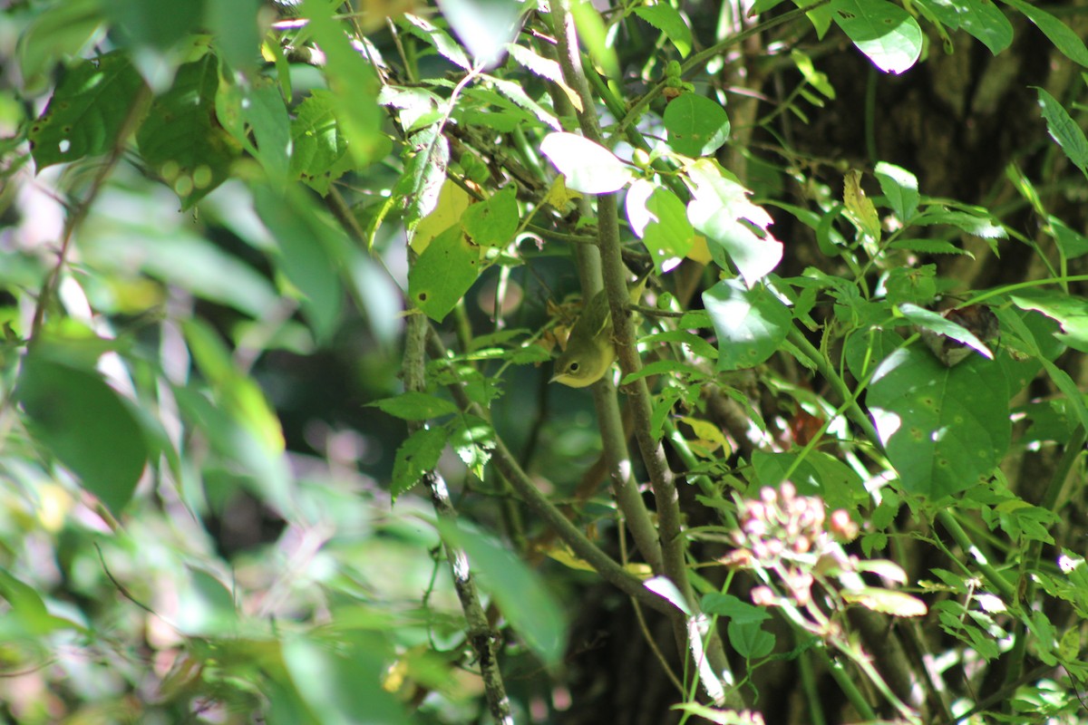 Common Yellowthroat - ML641320981