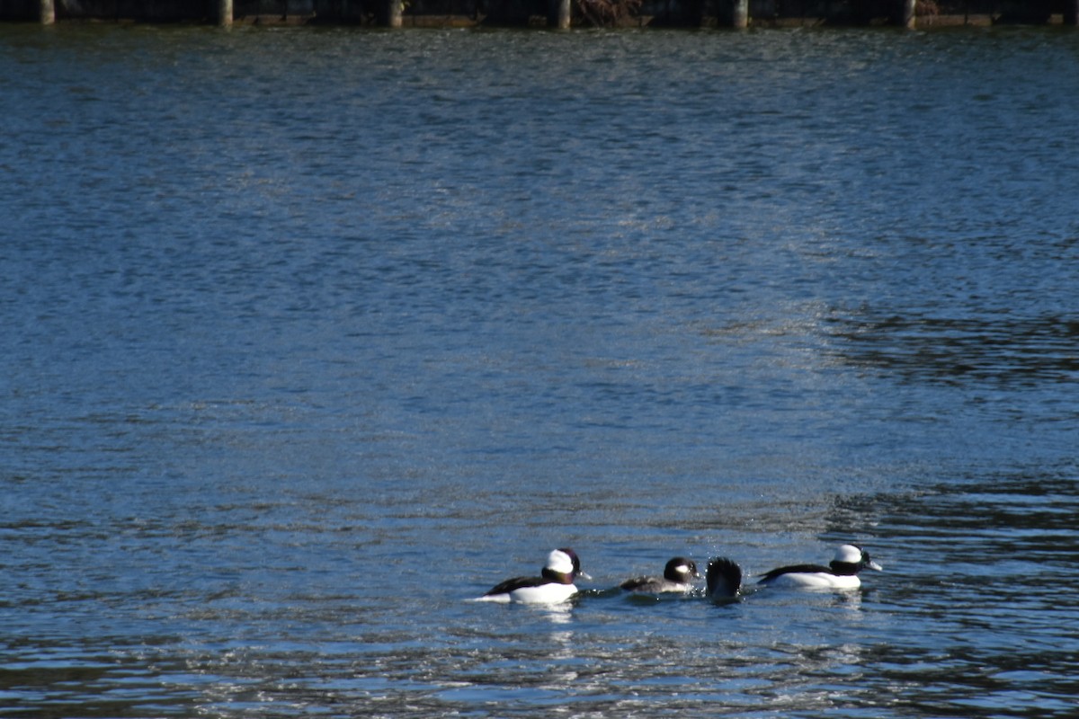 Bufflehead - ML641320983
