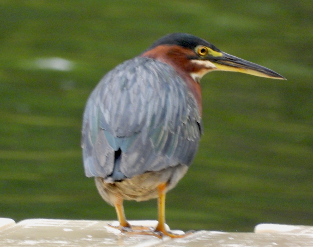 Green Heron - ML641321049