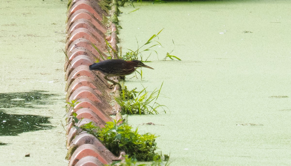 Green Heron - ML641321124