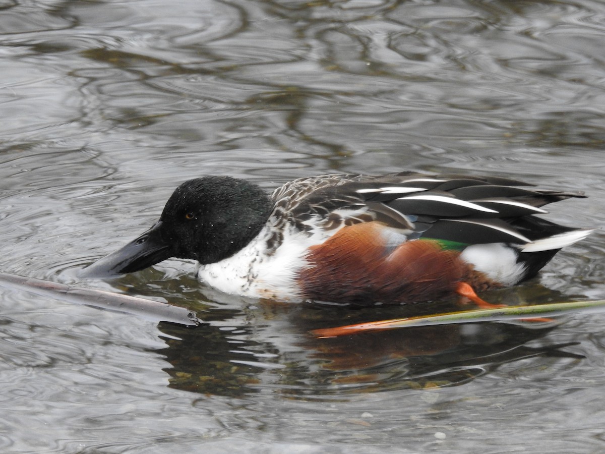 Northern Shoveler - ML641321137