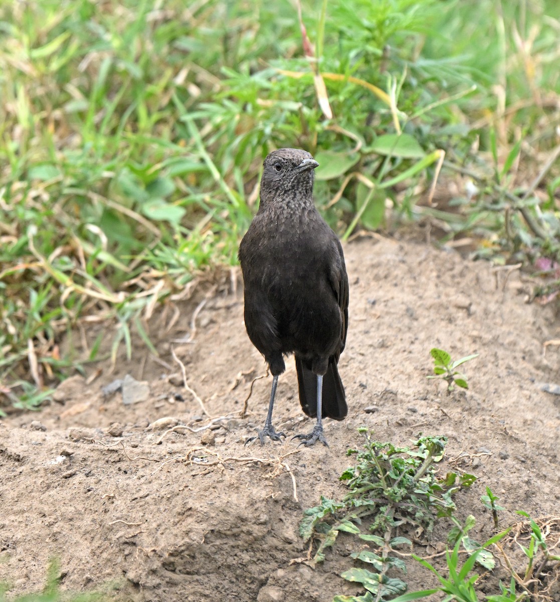 アリヒタキ - ML641321162