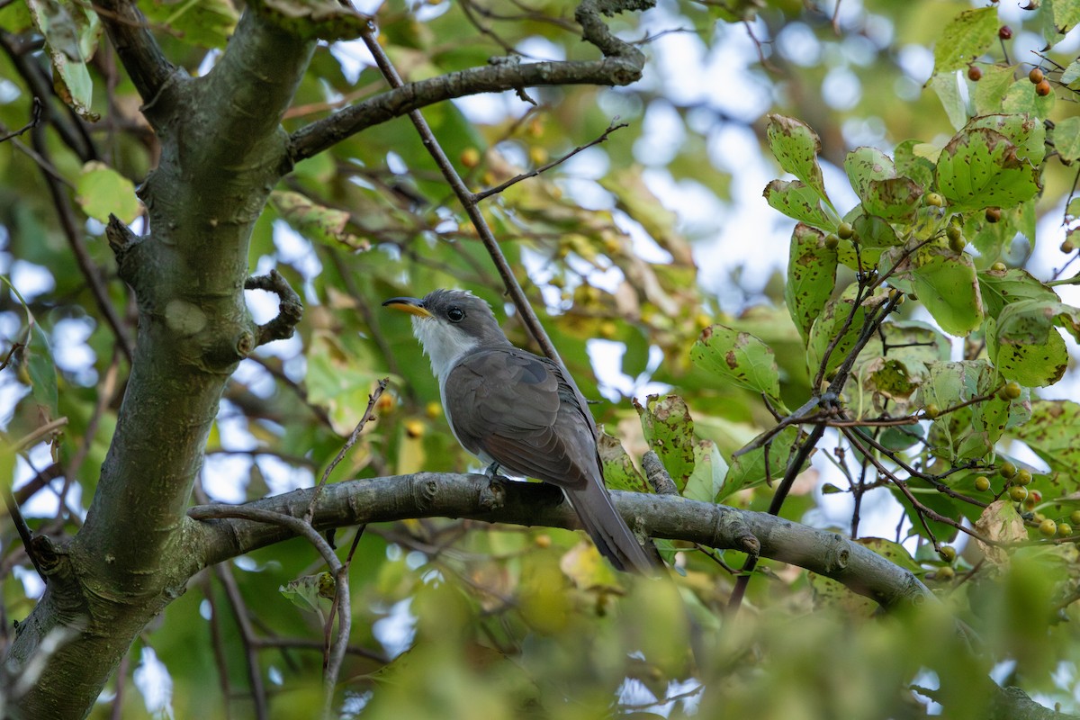 Cuclillo Piquigualdo - ML641321163