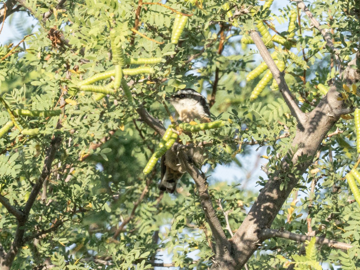 ムネアカゴジュウカラ - ML641321206